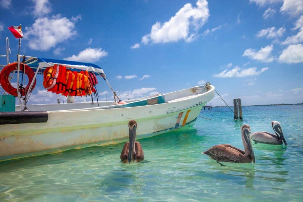 Pelicans on a boat in clear blue water during the sunny May weather in Cancun.