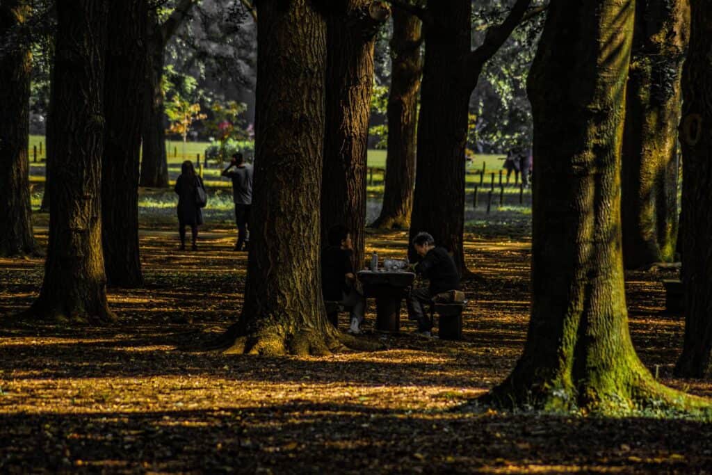 A group of people playing chess in a wooded area.