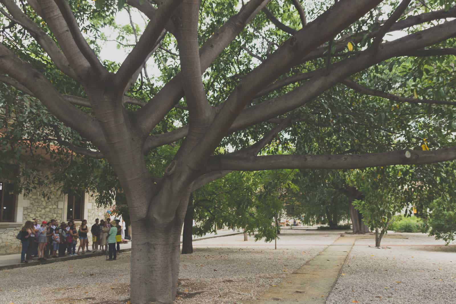 A group of people standing under a large tree in November in Oaxaca.