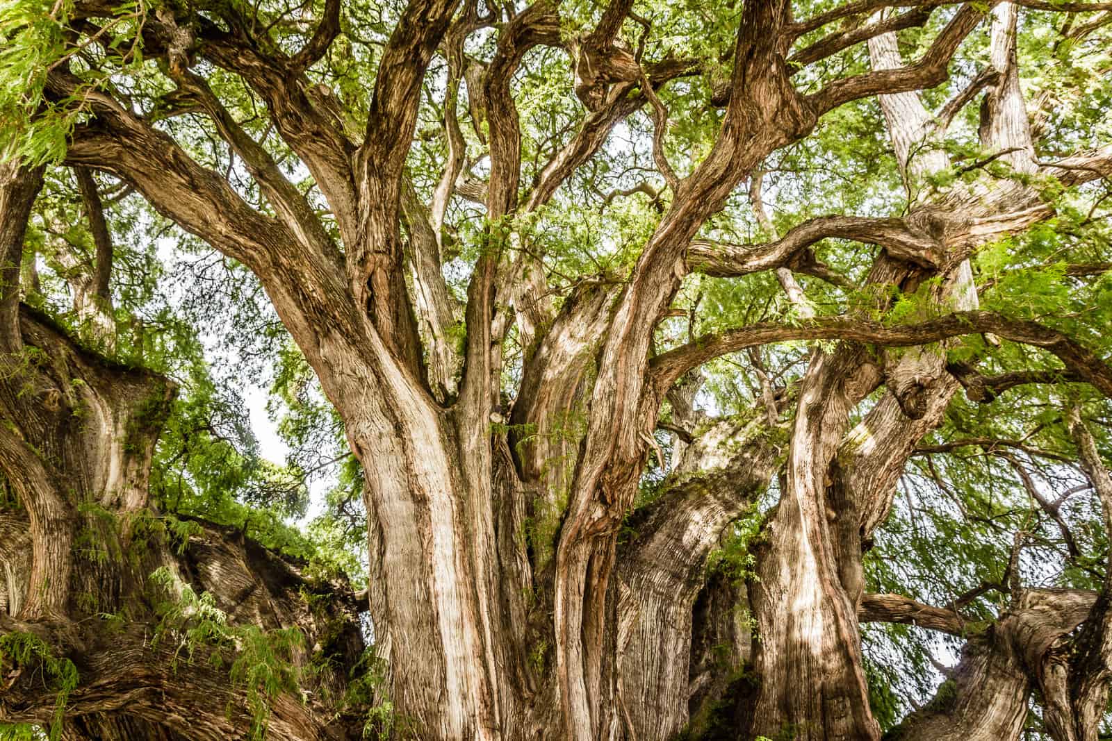 A tree in Oaxaca, covered in roots.